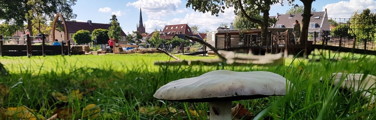 speeltuin-paddenstoelen.jpg